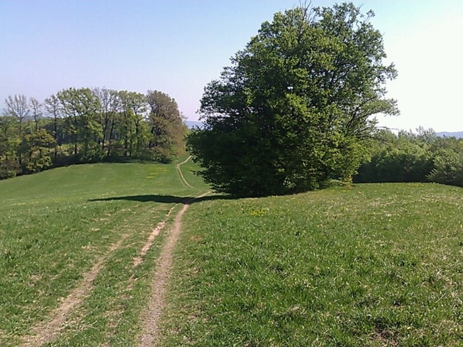 Kahlenbergdorf-Runde (von Wien aus)