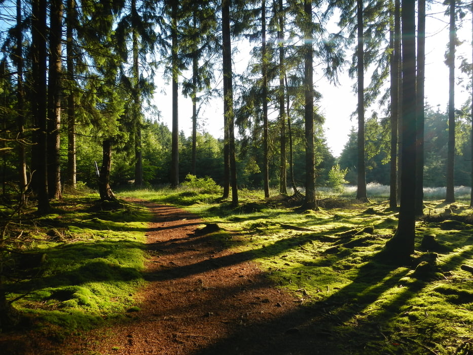 Im Wald zwischen Herborn und Mörschied