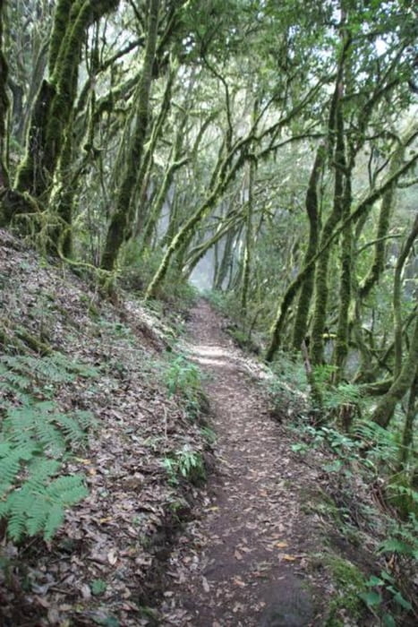 Gomera: neue Trails im Nationalpark (Laguna Grande->VGR)