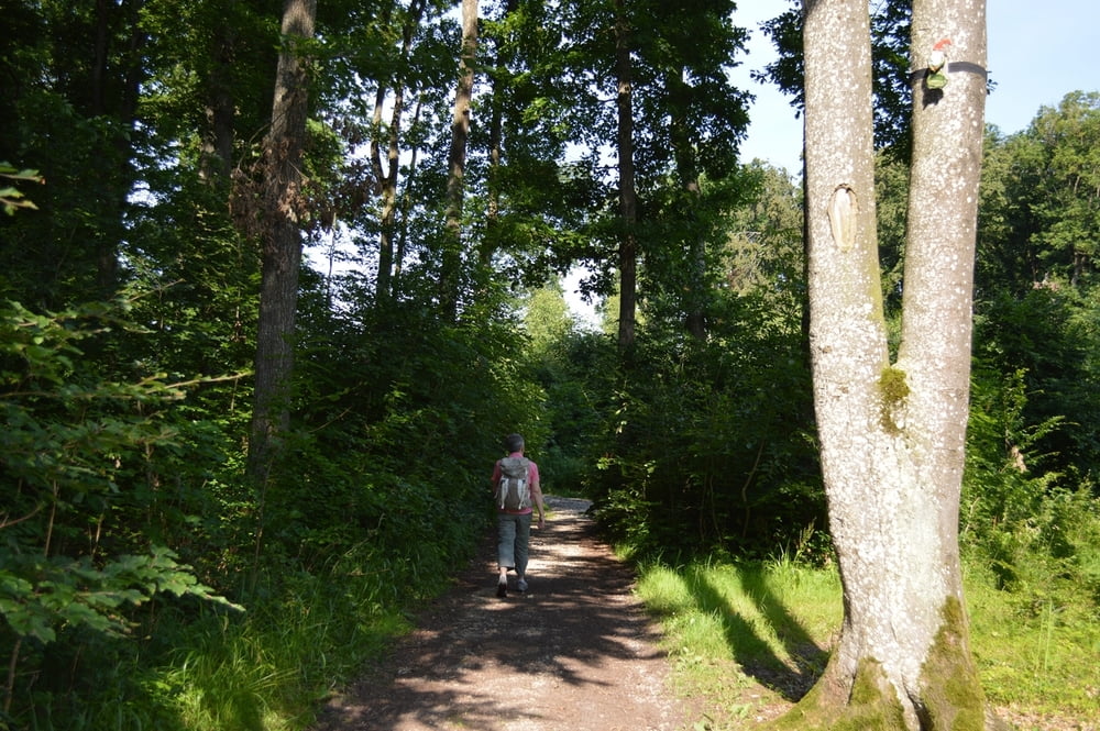 Rund um den Goldberg Wanderserie Augsburger Allgemeine Donau-Zeitung Mittelschwäbische Nachrichten Landkreis Dillingen