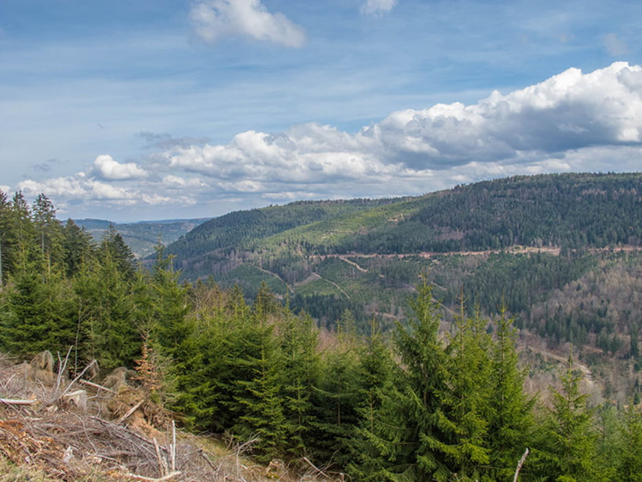 Von Schwarzmiss nach Busenbach