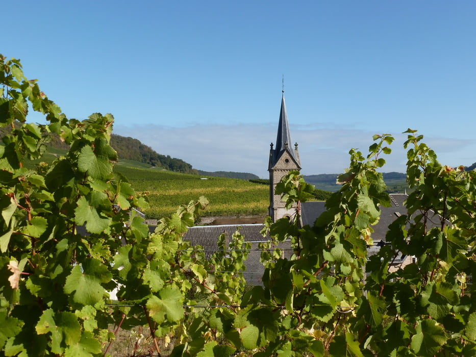 Traumschleife „Wein- und Naturpfad Palmberg Ahn“
