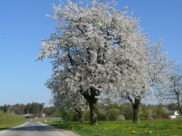 Lindauer Hinterland ! Kleine Traingsrunde