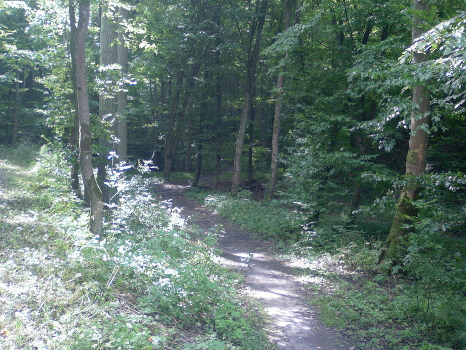 Steinbachtal Tricky Trails