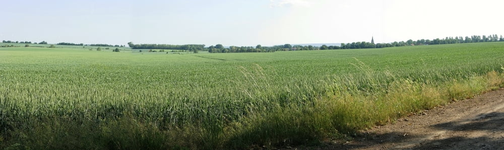 von Wegeleben nach Magdeburg durch die Börde