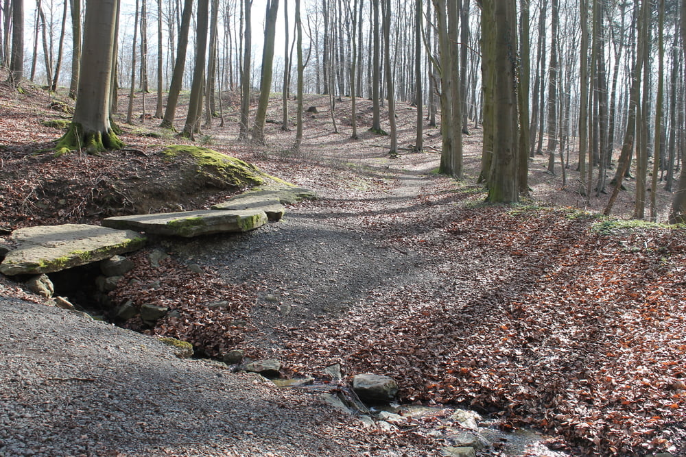 Süntel 2.3 XC easy Südwehe Hohenstein Moosköpfe Süntelturm DSMTBV MTB-Tour