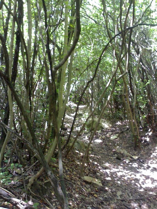 Trailrunde im Hinterland von Cecina