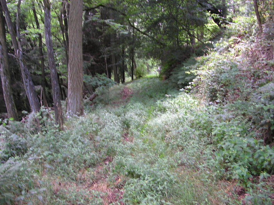Hoesberg mal anders