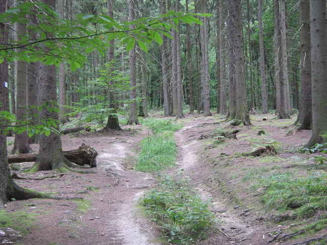 Frankfurt - Fuchstanz - Feldberg - Steinkopf - Friedberg