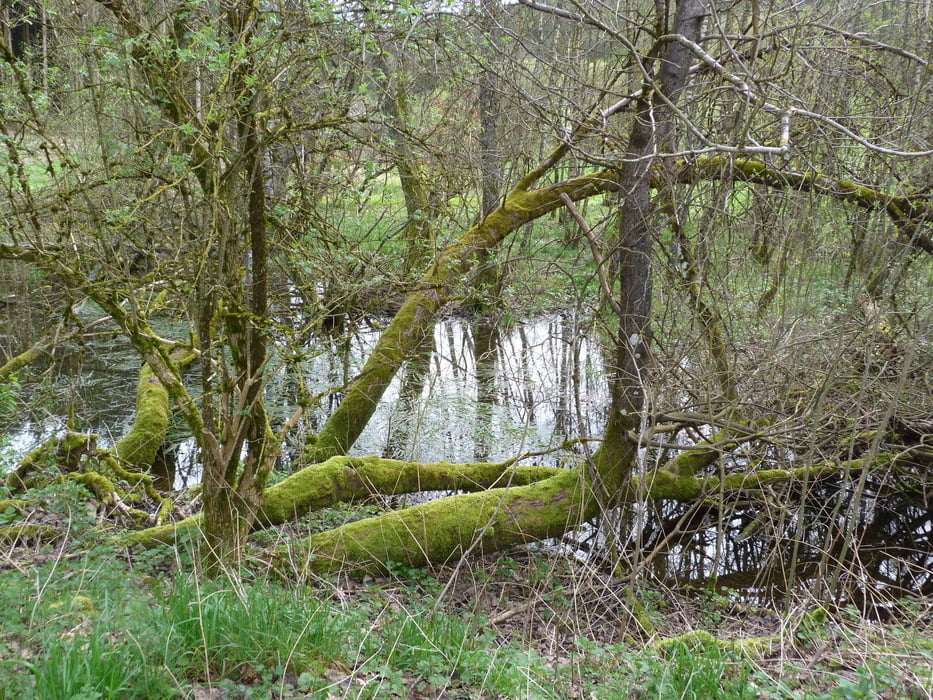 RuT2 - Zwischen Ruwer und Burkelsbach
