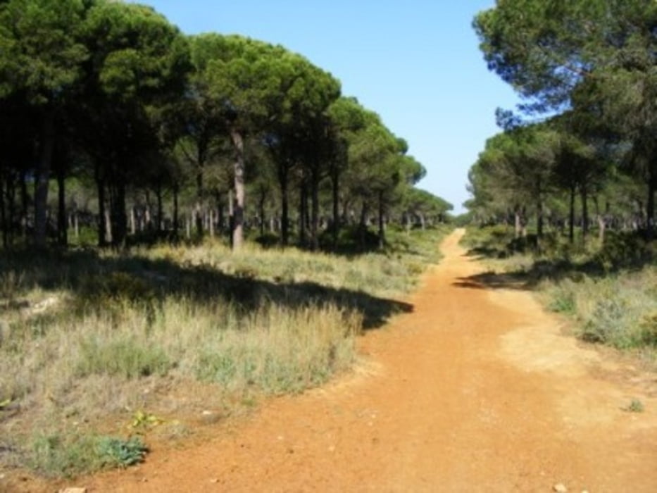 El Pinar de Hierro - Von Chiclana über El Colorado nach Roche