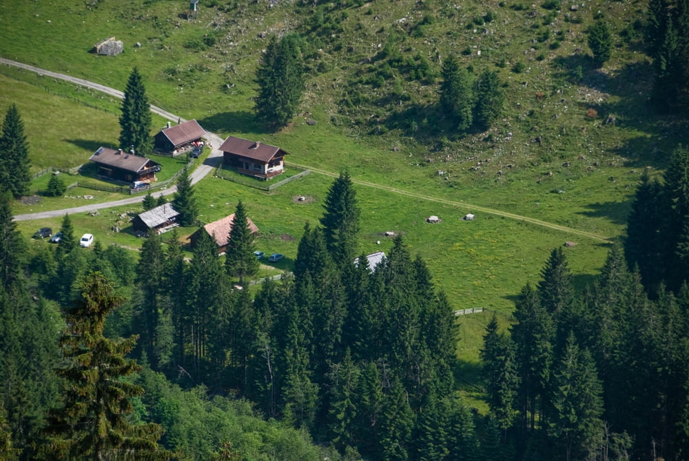 Serzenmoos