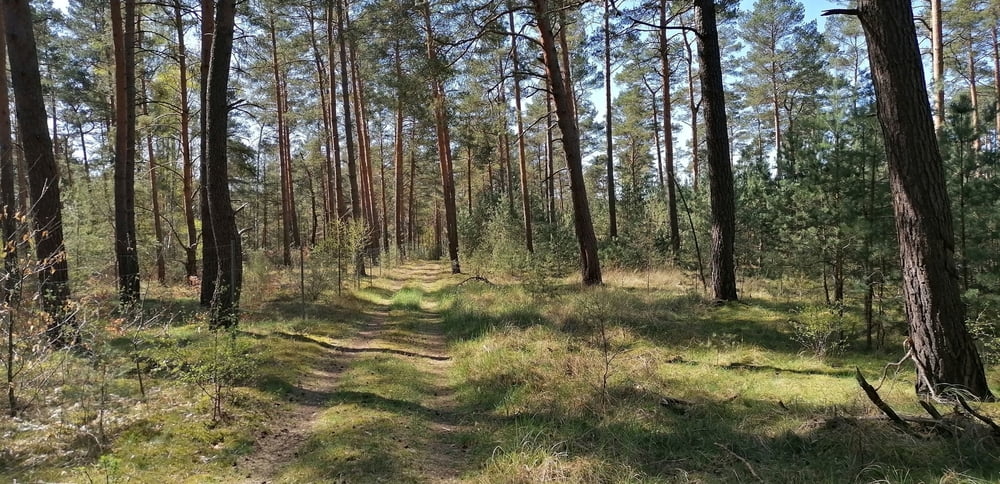 366. Märkisch Buchholz, Oderiner See, um die Dahme herum und zurück nach Märkisch Buchholz