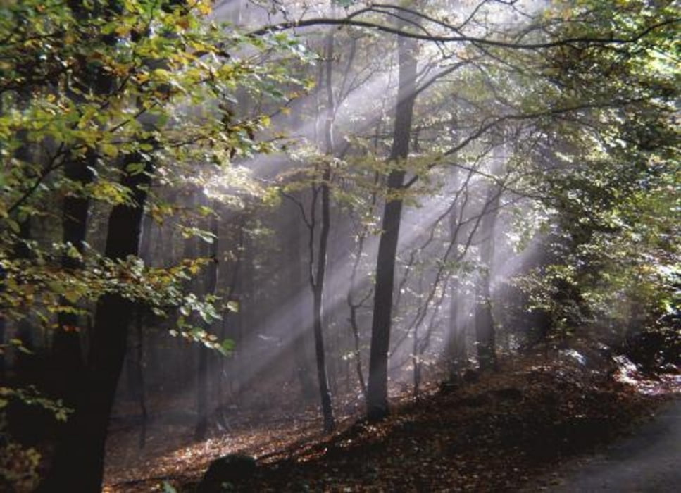 Rundweg Grasellenbach Niebelungensteig