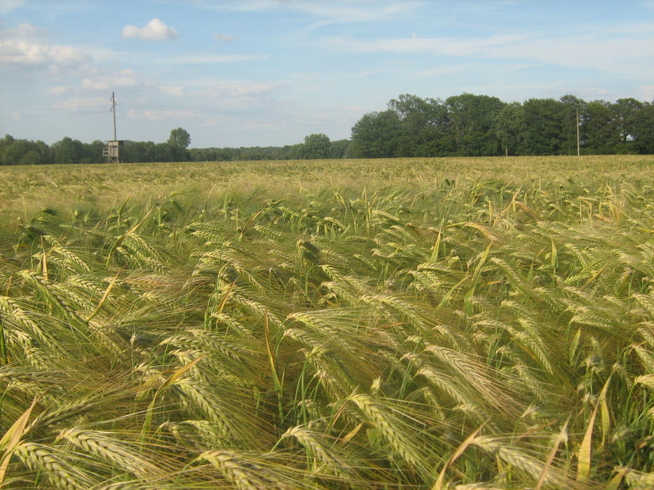 Rötgesbüttel-Leiferde-Hillerse-Didderse-Adenbüttel-Rötgesbüttel