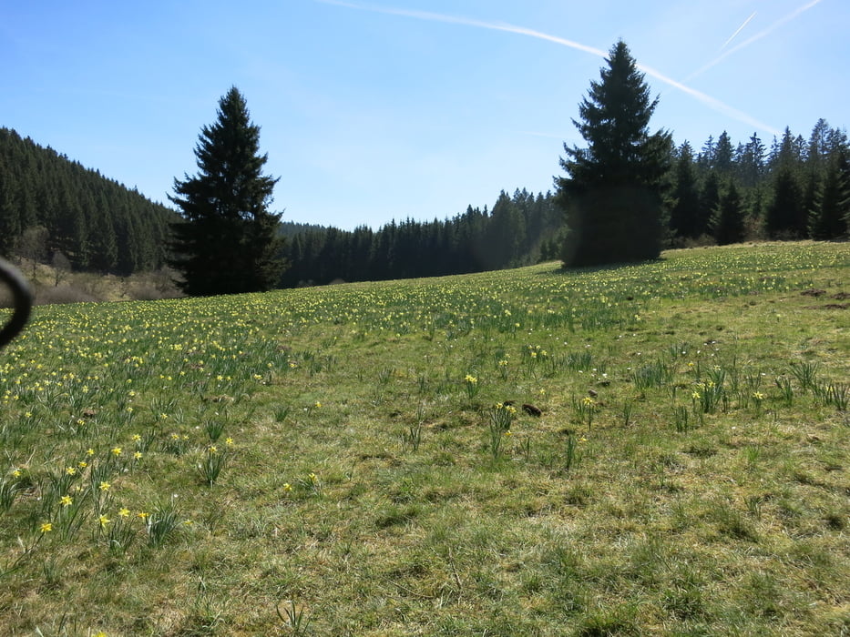 Narzissenpracht im Oleftal