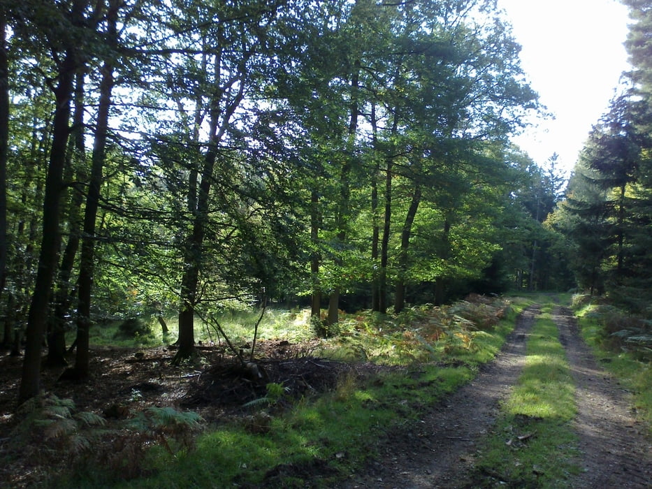 Druch den Stadtwald von Bad Münstereifel  zur Steinbachtalsperre und zum Holzapfelsweiher 