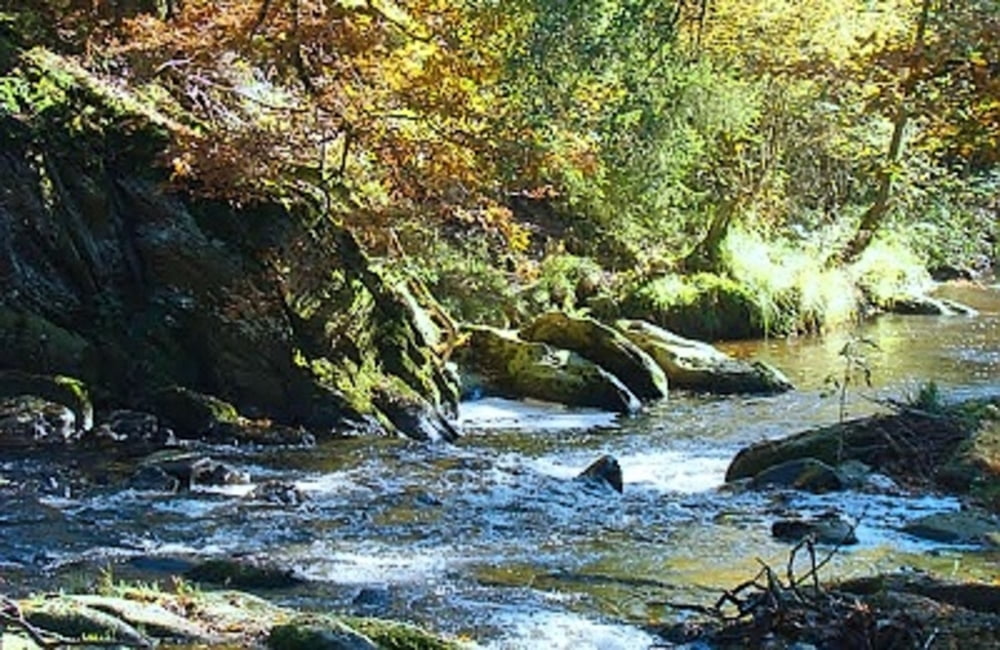 Das Naturschutz Gebirgsbach Rur