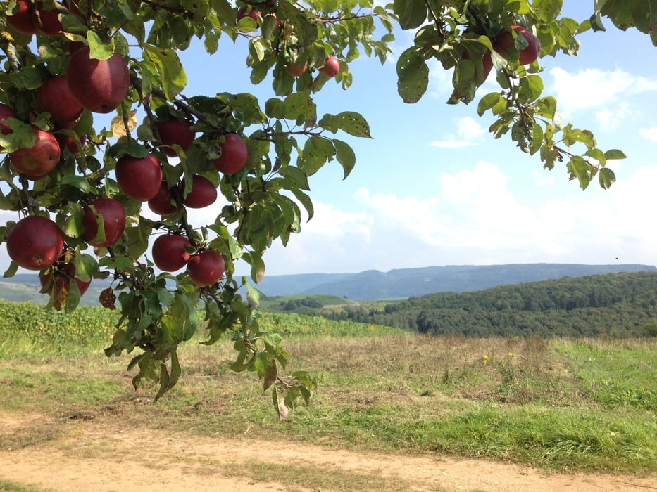Wanderweg Seitensprung Longuich Mosel