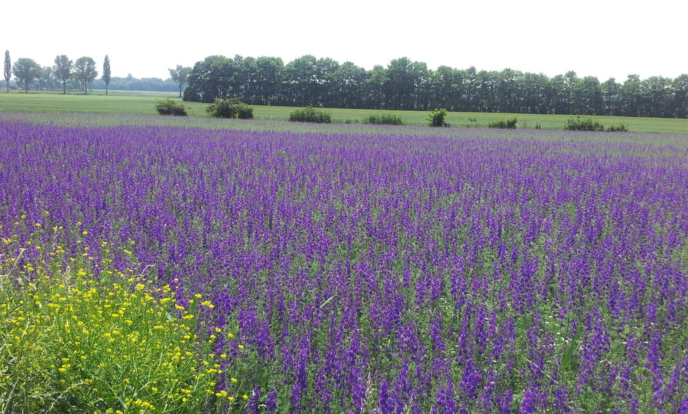 Thermenradweg