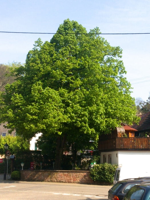 Rund um Dörrenbach
