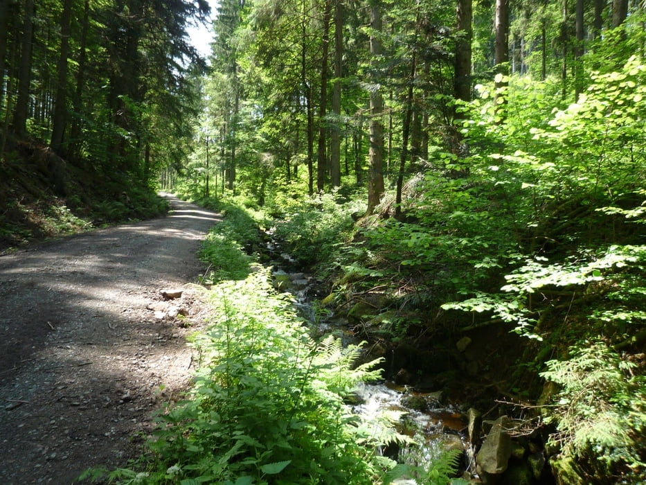 Stühlingen MTB 016  - WNW Rothaus 3 Trestenbachwg m Trail