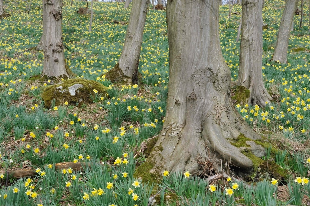 Narzissenblüte im Hohnbachtal mit Abstecher zur Emmaburg (Eyneburg)