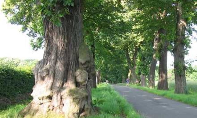 Grafenberg Forrest/Rath