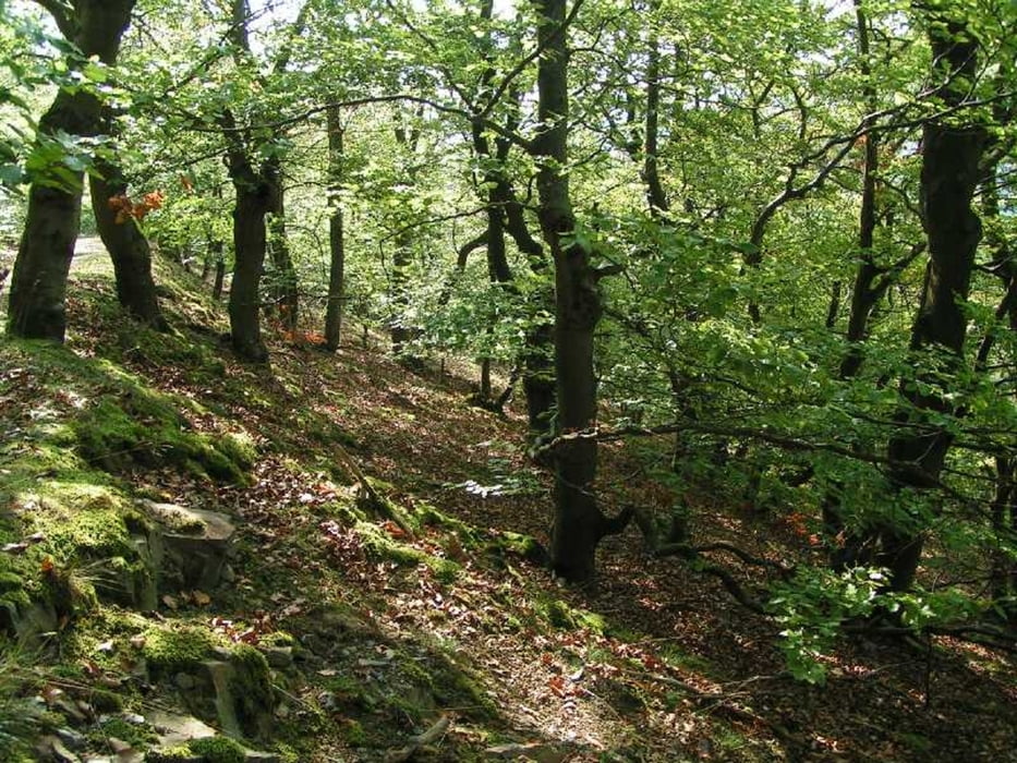 Edersee Urwaldsteig mit Ederseeradweg