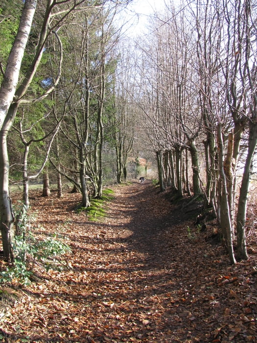 Von Hoffnungsthal über den Lüderich nach Jexmühle
