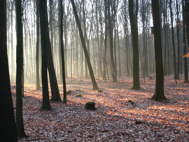 Haard Runde über Dachsberg und Renneberg