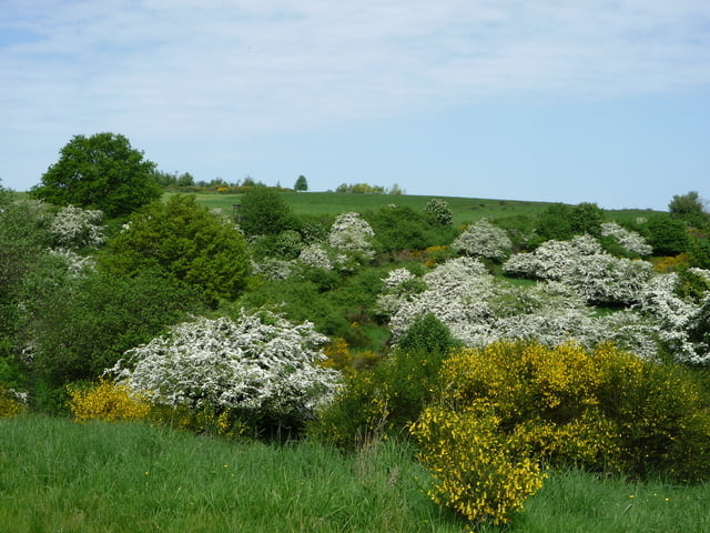 Dreiborner Hochfläche