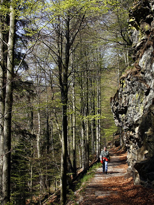Durch die Rieslochschlucht und um den Großen Arbersee