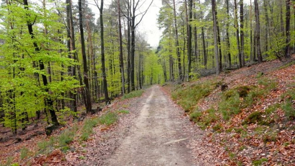 Eselkopf-Luchsenkopf-Rundwanderung bei Wissembourg