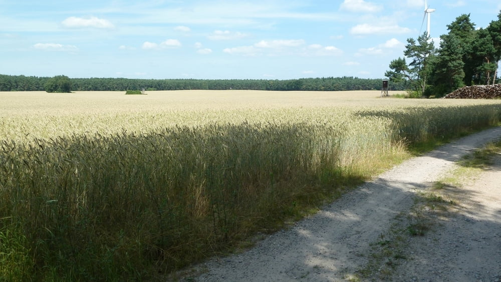 Waldwanderung