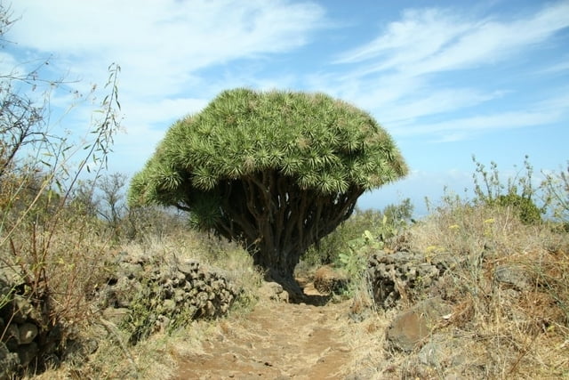 Von Las Tricias zu den Cuevas de Buracas