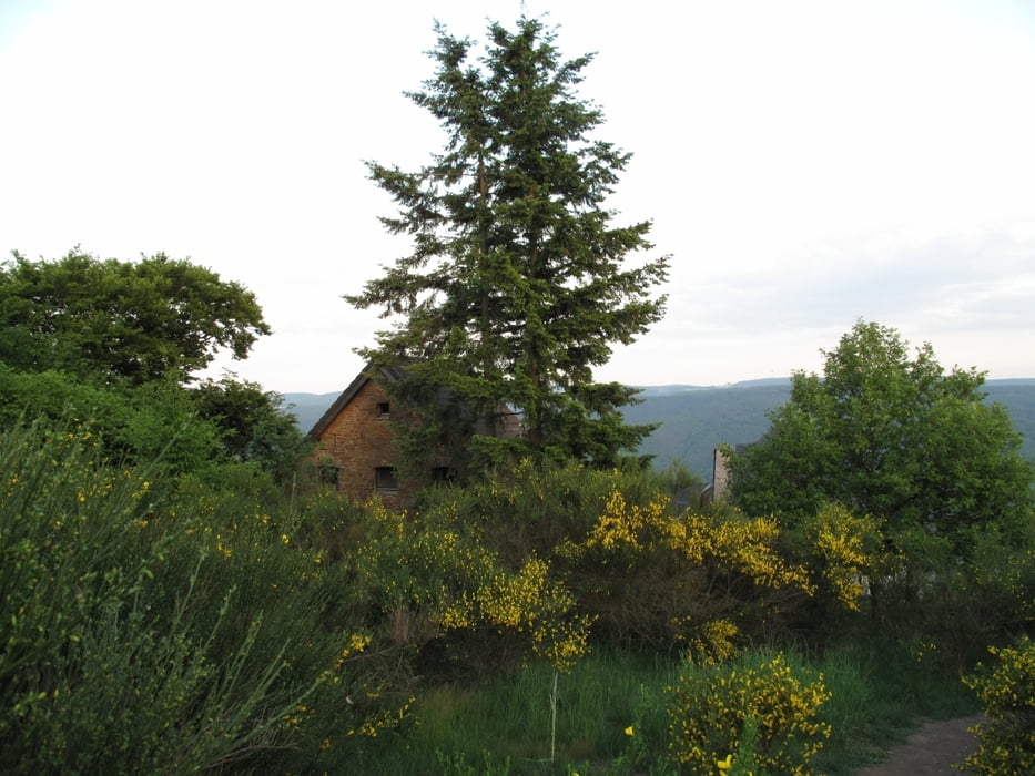 Von Rheinbach über den Steinerberg nach Ahrweiler