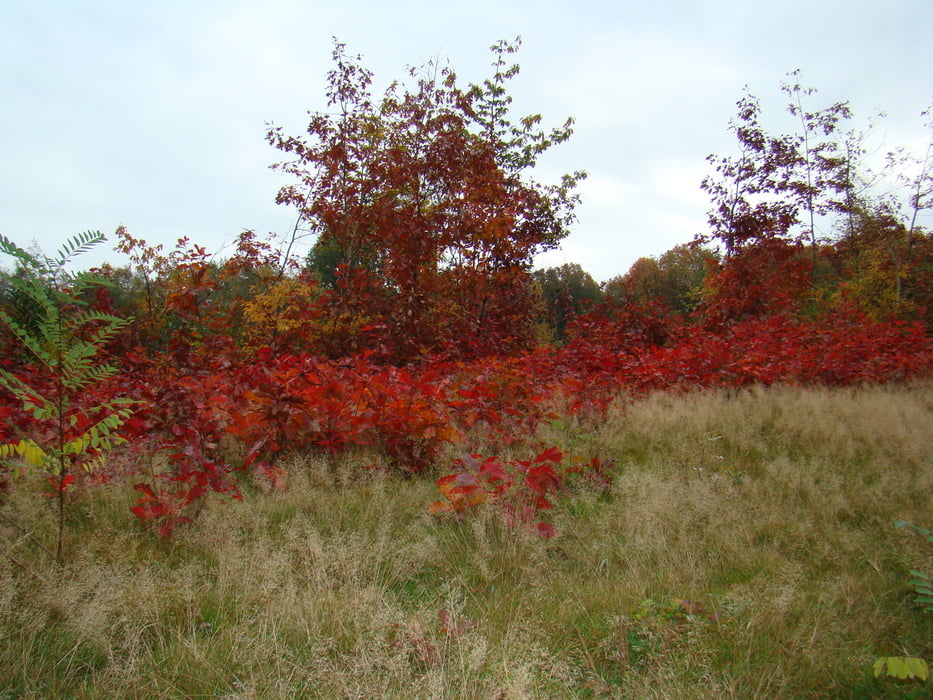 herfstwandeling te lubbeek
