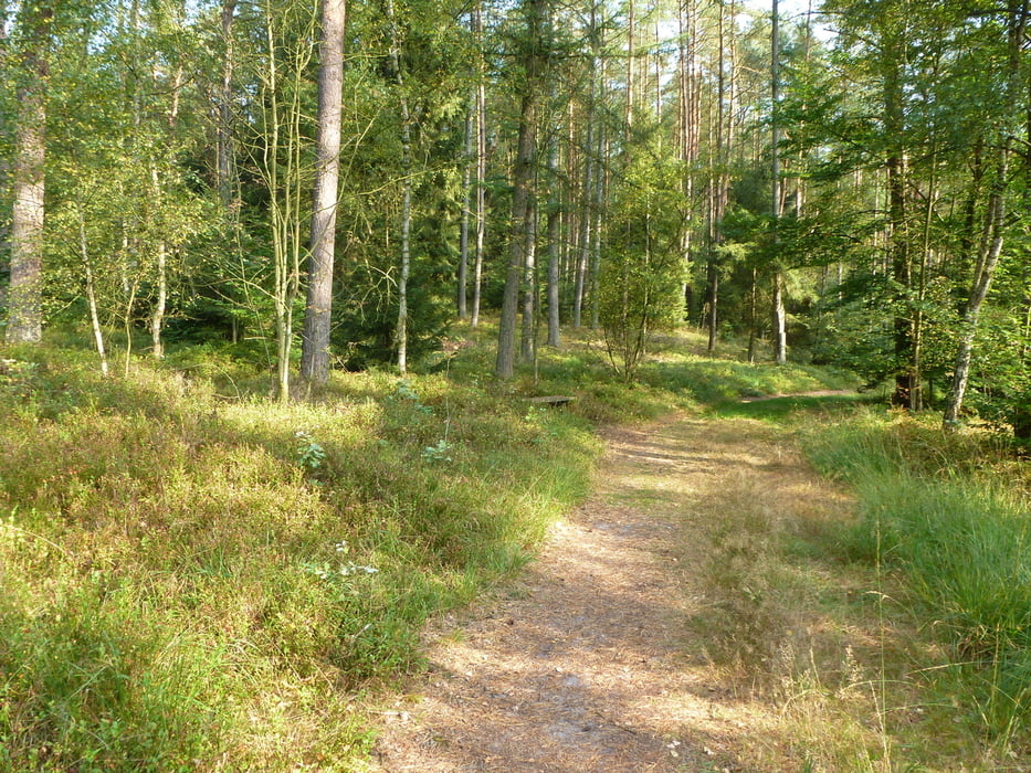 Die blühende Heide