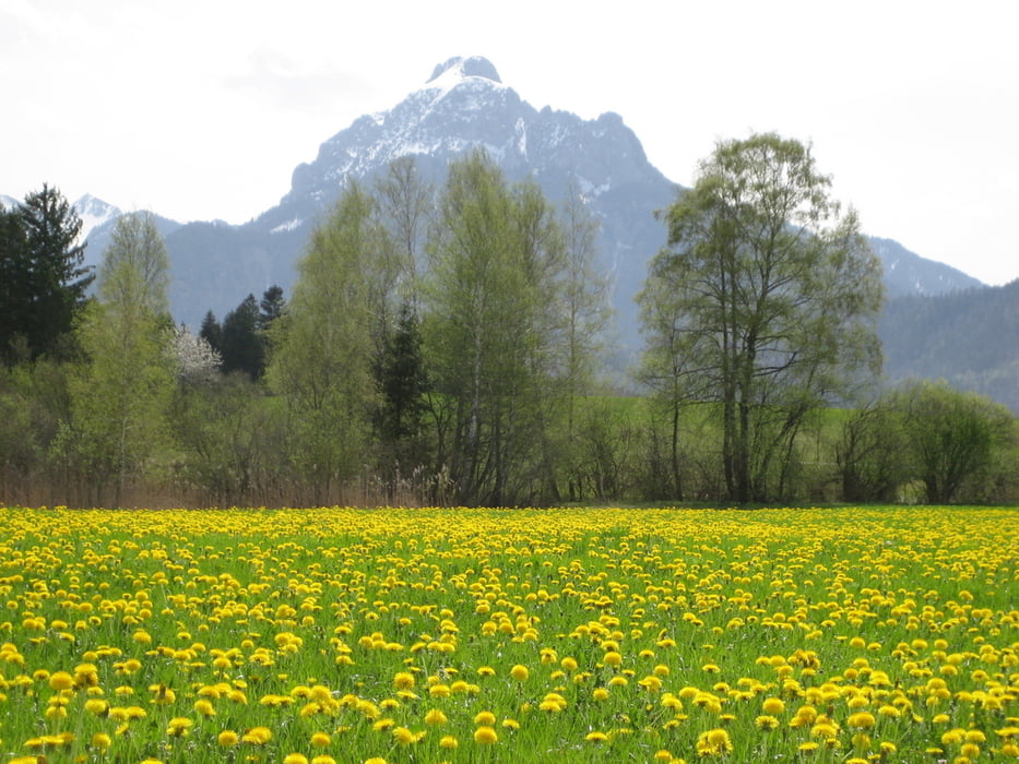 Hopfensee-Forggenseerunde