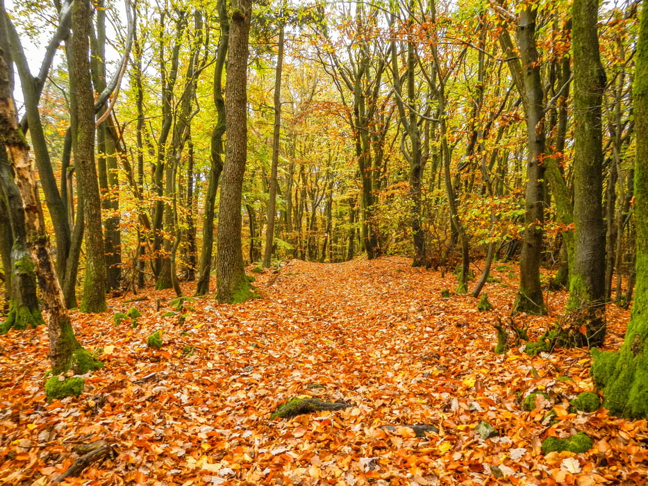 Im Soonwald