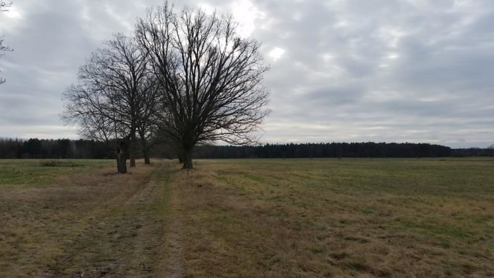 229. Ludwigsfelder Heideweg