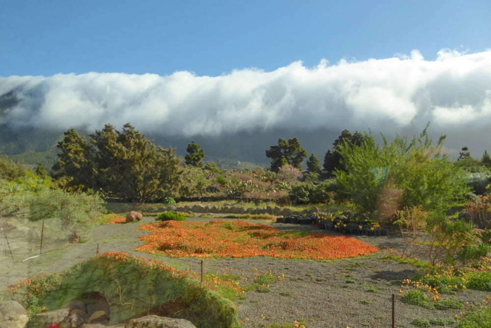La Palma: Vom  Centro de Visitantes zur Ermita de la Virgen del Pino