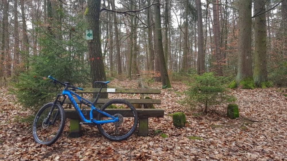 die Konfirmanden Buche mit ihren beiden Grenzsteinen
