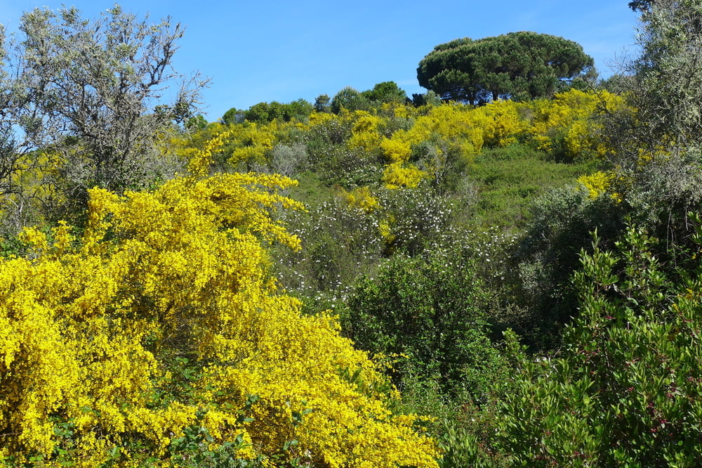 Rota Vicentina: Von Cercal do Alentejo nach S. Luis