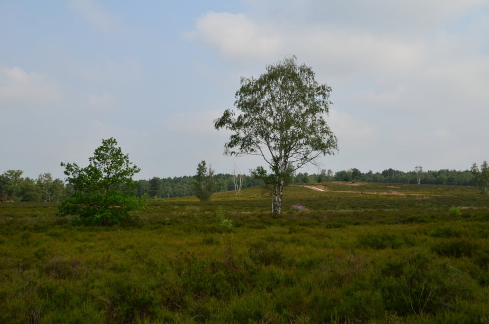 Teut en Molenheide