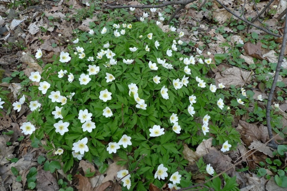 Wielkanocna niedziela na Ślęży (Osternmontag auf Zoptenberg)