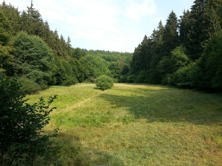 Eltville_Kiedrich_Hausen_FischbachTal_ParkplRoterKopf_Rabenkopf_Hausen_KalteHerb_Zange_Steinberg_und_zurück