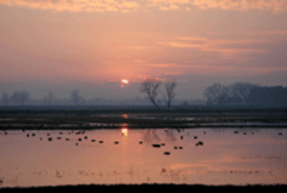 Natuurreservaat Bourgoyen via Zandloperstraat