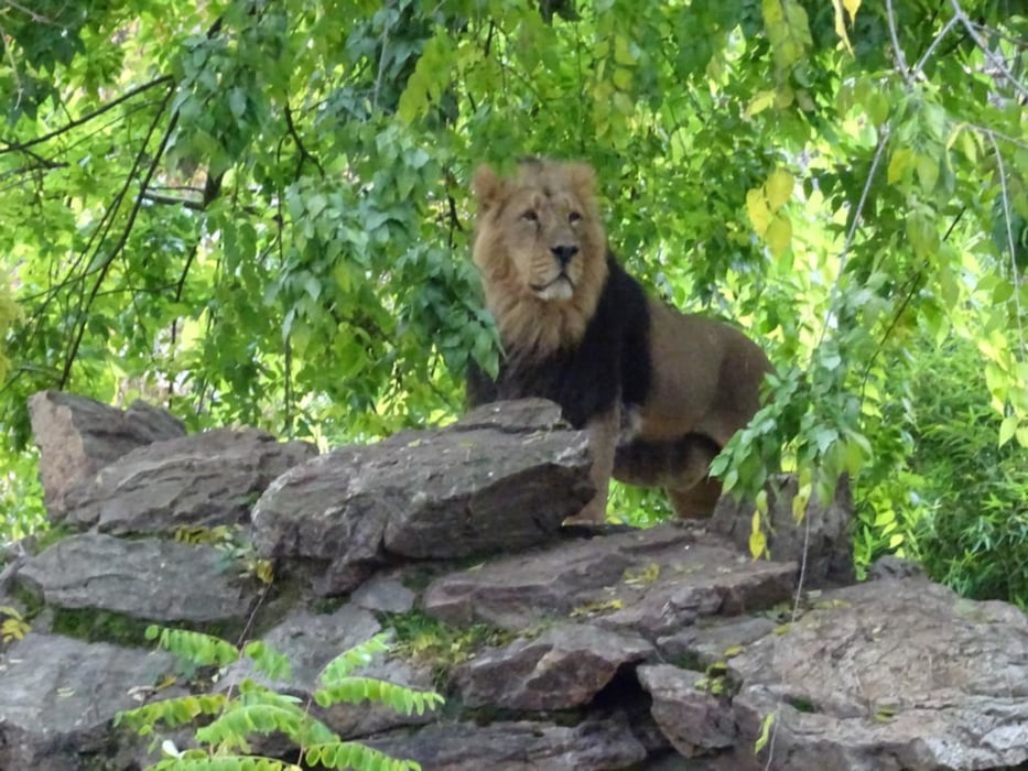 Frankfurter Zoo